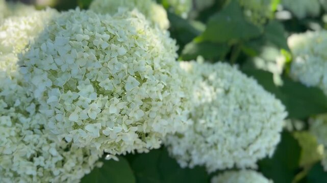 Schneeball-Hortensie (Hydrangea arborescens 'Annabelle') im Abendlicht | Querformat - Gro&szlig;e wei&szlig;e Bl&uuml;ten der Annabelle-Hortensie im warmen Abendlicht. Harmonisches Naturvideo mit ruhiger Gartenstimmun