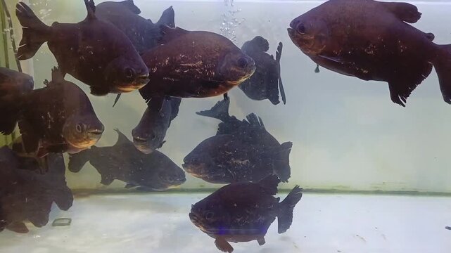 Group of black pacu fish swimming together inside a glass aquarium tank
