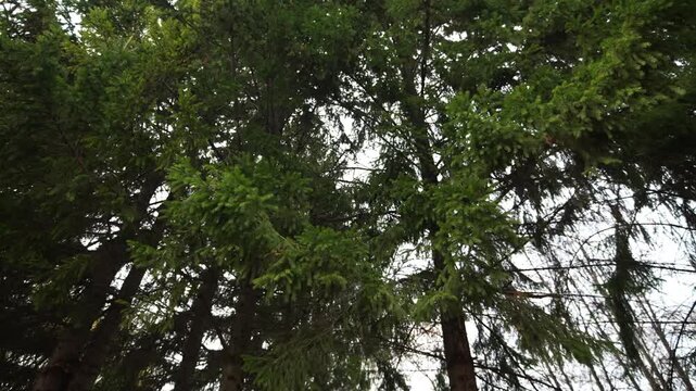 Thick pine forest features massive dark trunks along with lush green needles. Silent outdoor environment feels peaceful and refreshing
