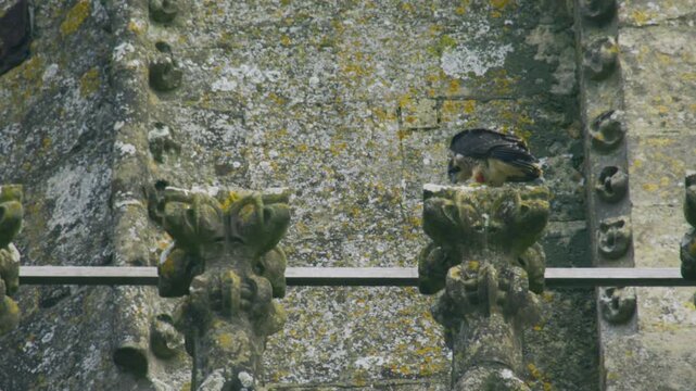 Juvenile peregrine falcon jumping and moving around on ornate Gothic cathedral stonework, showing early fledgling behaviour at an urban nesting site.