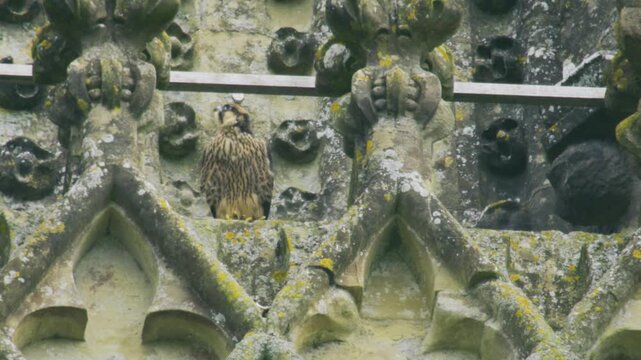 Young peregrine falcon looking around from an ornate Gothic cathedral nest site, showing alert fledgling behaviour on historic stonework in an urban wildlife setting.