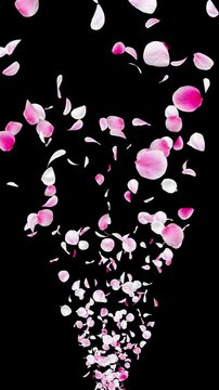 Vertical Realistic Japanese Plum Blossom and Ume Petals in White and Pink Rising in an Expanding Cone, Photo-Based Overlay with Straight Alpha Channel, 4K