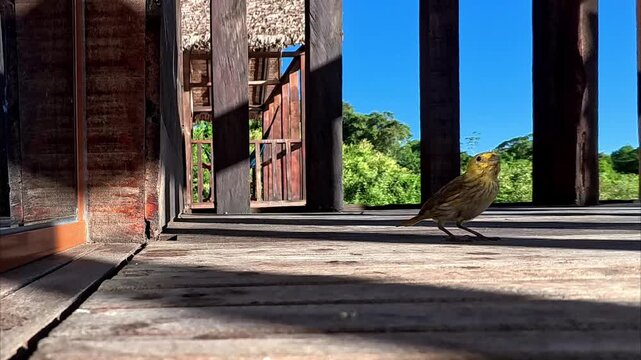 Wild saffron finch exploring a rustic wooden veranda under a blue sky, Bolivia