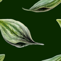 Plantain leaves seamless pattern watercolor illustration on dark background. Plantago foliage for premium men grooming packaging, organic cosmetics branding, luxury herbal wellness textile print © AnKa