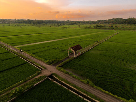 Aerial view of Bibis rice fields with a small shelter surrounded by lush green paddies and dirt paths under a warm sunset sky in Kecamatan Kasihan, Daerah Istimewa Yogya, Indonesia.