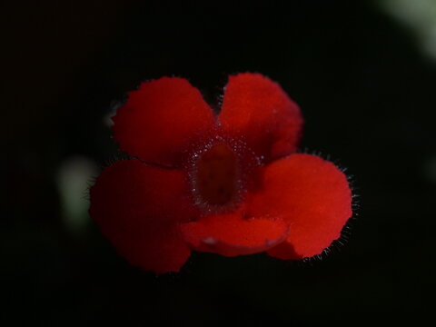 Close-up of an intense red Flame Violet flower - Episcia cupreata