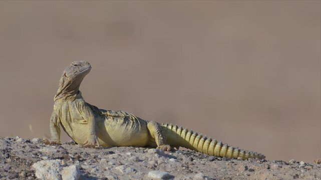 A spiny tailed lizard rests in profile on desert gravel, its body gently rising and falling with each breath against a softly blurred backdrop.