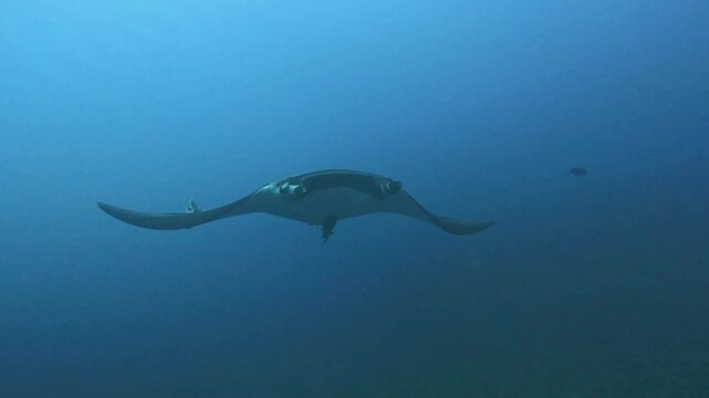 4K slow motion underside view of a giant oceanic manta ray (Mobula birostris) swimming with a remora fish attached in Socorro Island, Revillagigedo, M&eacute;xico.