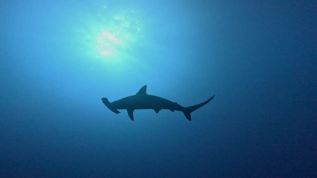 4K slow motion cinematic silhouette shot of a scalloped hammerhead shark swimming gracefully against the bright sun in the deep ocean near Socorro Island, Revillagigedo, M&eacute;xico.