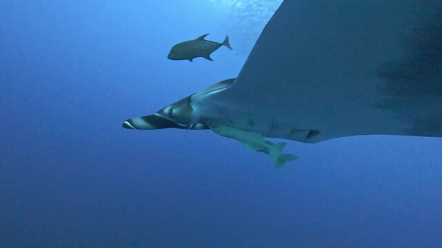 4K slow motion footage of a majestic giant oceanic manta ray Mobula birostris gliding gracefully through the deep blue waters near Socorro Island, Revillagigedo Mexico.