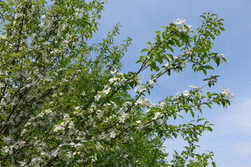 Fototapeta premium Copious amounts of white flowers of apple tree against blue sky in mid May
