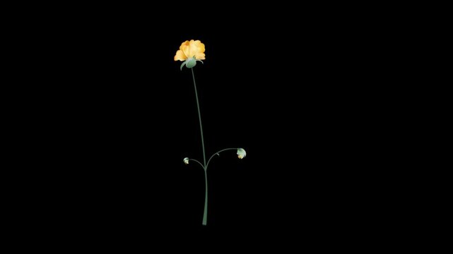 Botanical Micro Element 07