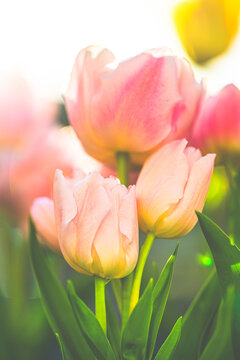 Soft pink garden tulip Tulipa gesneriana blossoms glowing outdoors.
