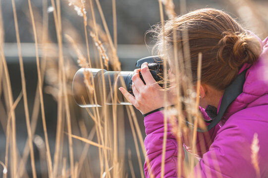 Focused woman photographer using telephoto camera among golden reeds.