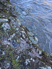 Fototapeta premium Close-up view of a rocky shoreline with gentle ripples on the water surface. Natural outdoor background featuring stone texture, moss and aquatic plants.