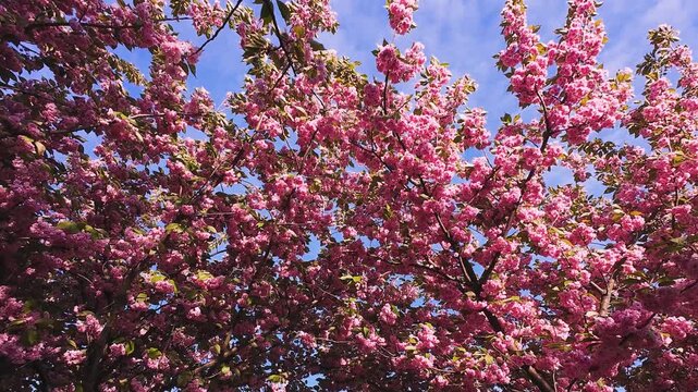 Beautiful pink cherry blossom branches sway gently against a clear blue sky. Bright spring flowers and fresh green leaves create a vibrant background. Warm sunlight illuminates the sakura petals.
