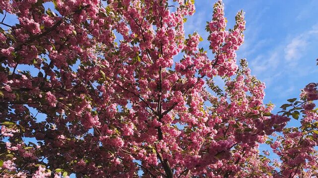 Beautiful pink cherry blossoms blooming in spring against a bright blue sky. Lush sakura tree branches swaying gently under a clear sunny sky. Vibrant orchard scenery with dense flower clusters.