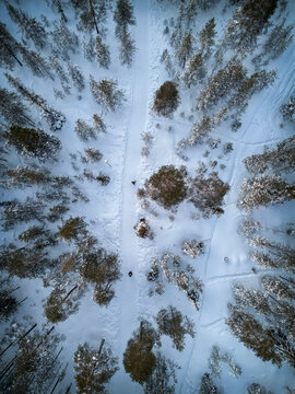 Aerial view of a snow-covered forest with people walking along a path surrounded by pine trees in Rovaniemi, Lapland, Finland.