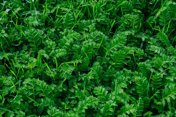 Fototapeta premium Japanese Buttercup in the high altitude grassland