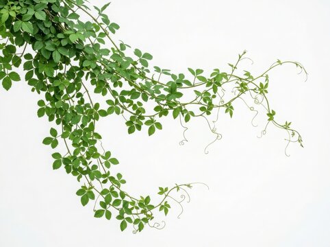 Fresh green blackberry leaves on long thin hanging branches for garden decoration and natural frame design for seasonal projects isolated on white background