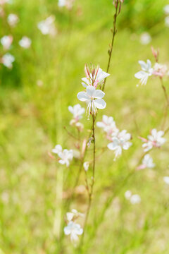 ガウラの花