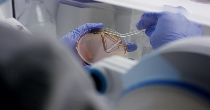 Close up of gloved hands using spreading tool on agar plate inside laboratory equipment