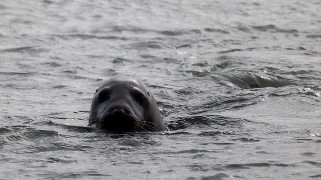Curious Grey Seal Looks at Camera While Swimming in the Ocean Before Diving Underwater