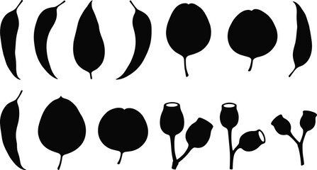 Australian eucalyptus tree leaves gum nuts botanical foliage forest flora design elements and organic nature shapes icons set © MstFiroza