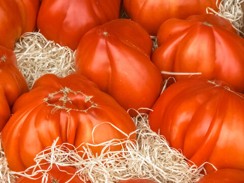 Caissette de Tomates anciennes sur paillage 