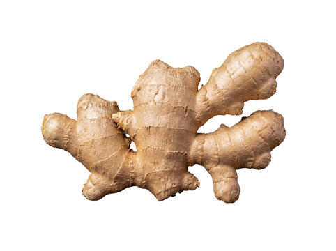 Raw fresh ginger root, a versatile culinary ingredient and natural health supplement.