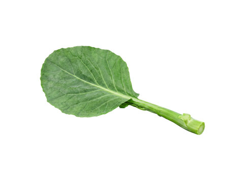 Single fresh vibrant green Gai Lan leaf with part of its crisp stalk, isolated on transparent background.