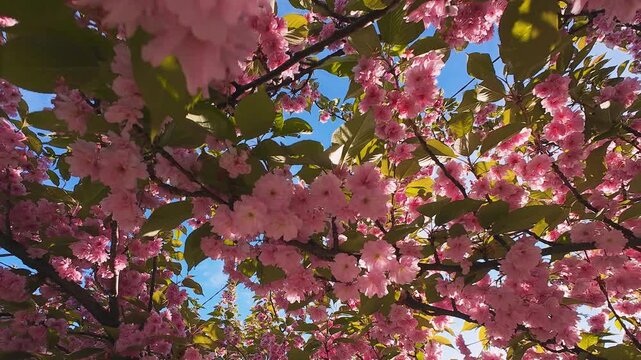 Beautiful cherry blossom flowers bloom on a tree branch against a bright blue sky. Pink petals gently sway in the wind during a sunny day. Natural floral background shows vibrant fresh scenery.