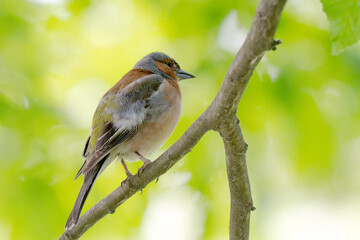 Naklejka premium Common chaffinch, Fringilla coelebs, sits on a branch in spring on green background.