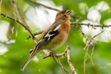 Naklejka premium Common chaffinch, Fringilla coelebs, sits on a branch in spring on green background.