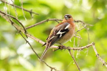 Naklejka premium Common chaffinch, Fringilla coelebs, sits on a branch in spring on green background.