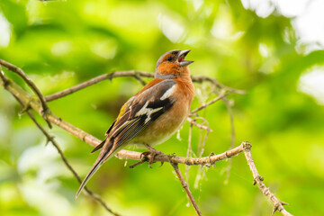 Naklejka premium Common chaffinch, Fringilla coelebs, sits on a branch in spring on green background.