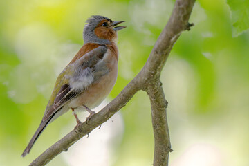 Naklejka premium Common chaffinch, Fringilla coelebs, sits on a branch in spring on green background.