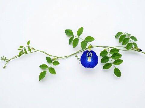 A single beautiful blue butterfly pea flower with green leaves on a thin vine stem isolated on white background