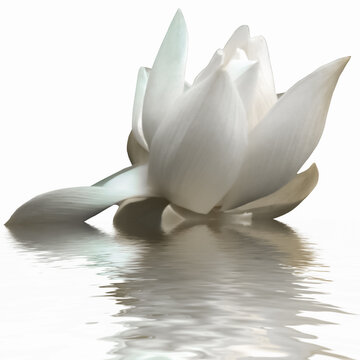 Fleur de lotus 