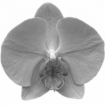 Orchid&eacute;e phalaenopsis