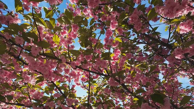 Beautiful cherry blossom flowers bloom on a tree branch against a bright blue sky. Pink petals gently sway in the wind during a sunny day. Natural floral background shows vibrant fresh scenery.