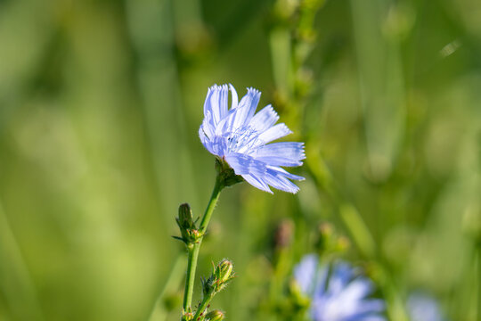 Cornflower (Centaurea cyanus) is a herbaceous plant of the family Asteraceae (Asteraceae).