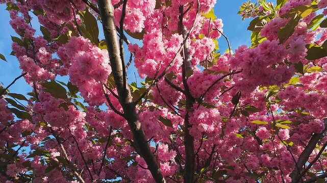 Beautiful cherry blossom branches swaying in the wind. Bright pink flowers blooming on a sunny spring day. Low angle view of Kanzan prunus tree against clear blue sky. Vibrant seasonal footage.