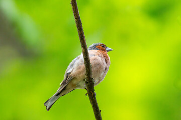 Naklejka premium Common chaffinch, Fringilla coelebs, sits on a branch in spring on green background.