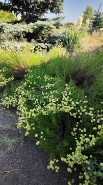 Close up on bright green bushes with small yellow button flowers blooming in a summer garden next to dry soil. High quality 4K video, 24 fps with motion blur for a realistic cinematic look.