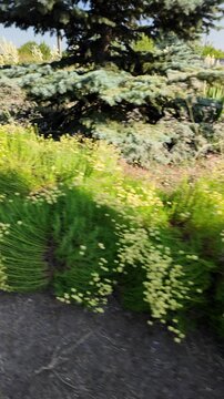 Close up on bright green bushes with small yellow button flowers blooming in a summer garden next to dry soil. High quality 4K video, 24 fps with motion blur for a realistic cinematic look.