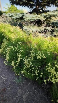 Close up on bright green bushes with small yellow button flowers blooming in a summer garden next to dry soil. High quality 4K video, 24 fps with motion blur for a realistic cinematic look.