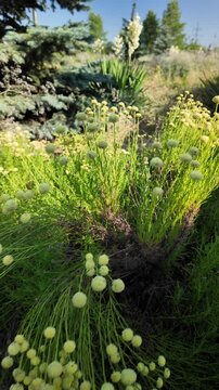 Close up on bright green bushes with small yellow button flowers blooming in a summer garden next to dry soil. High quality 4K video, 24 fps with motion blur for a realistic cinematic look.