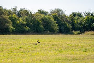 Birds foraging on open green meadow with treeline in background © Piotr