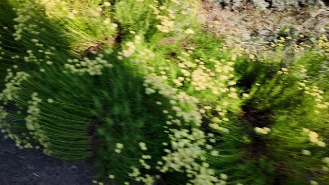 Close up on bright green bushes with small yellow button flowers blooming in a summer garden next to dry soil. High quality 4K video, 24 fps with motion blur for a realistic cinematic look.